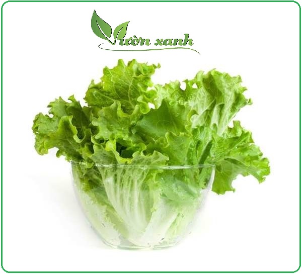 Hạt giống xà lách Carol giòn, ngọt 1gr
