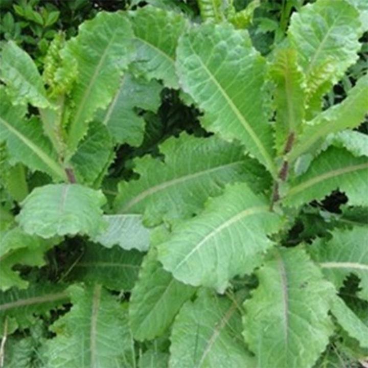 cây cải trời khô 1kg
