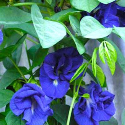 Hạt Giống Hoa Đậu Biếc Gói (2gr)