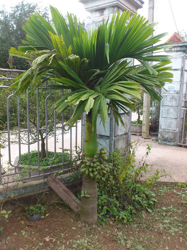 CÂY GIỐNG CAU TỨ THỜI (CAU TỨ THÌ)