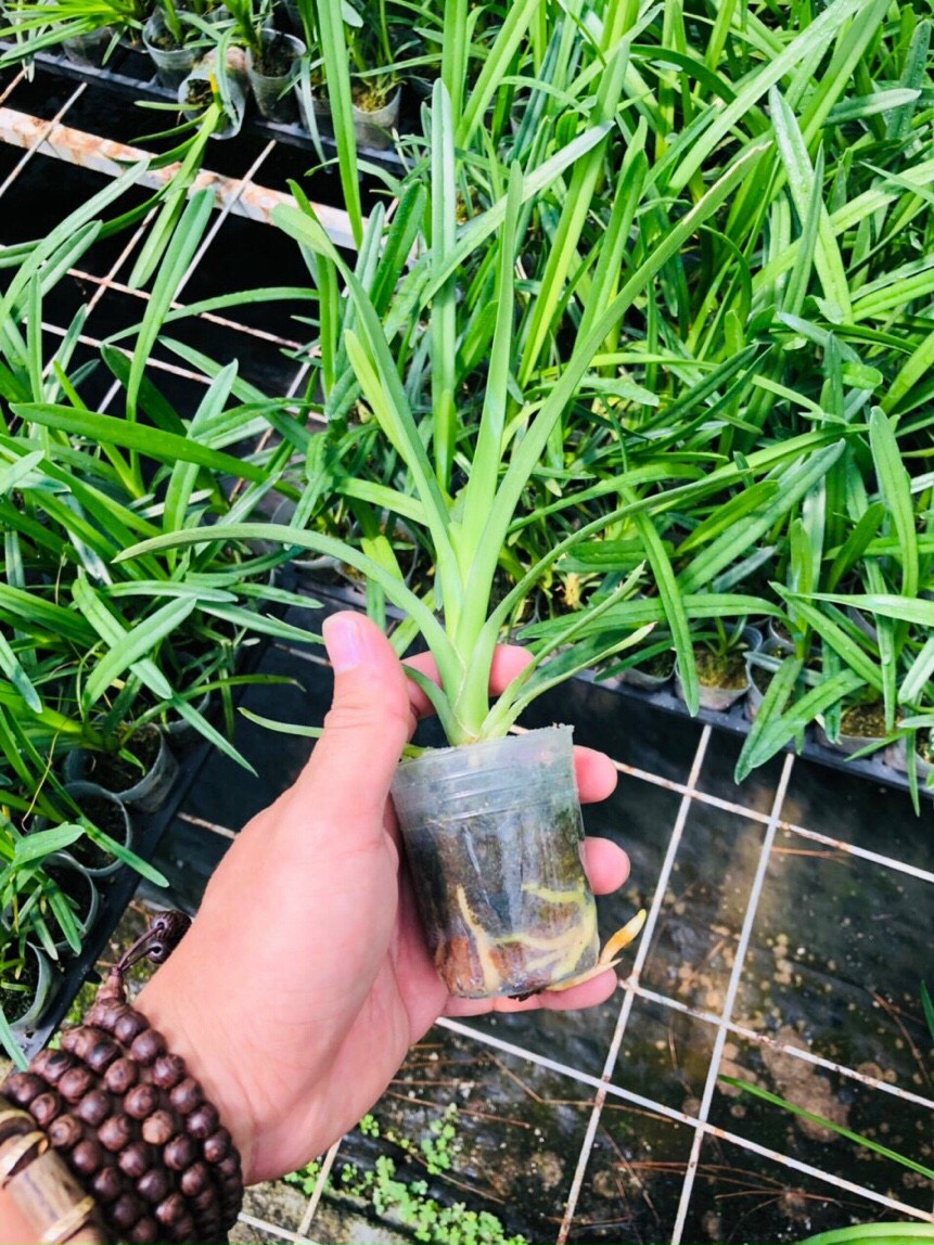 Kiếm Phan trí tự thụ size cây giống