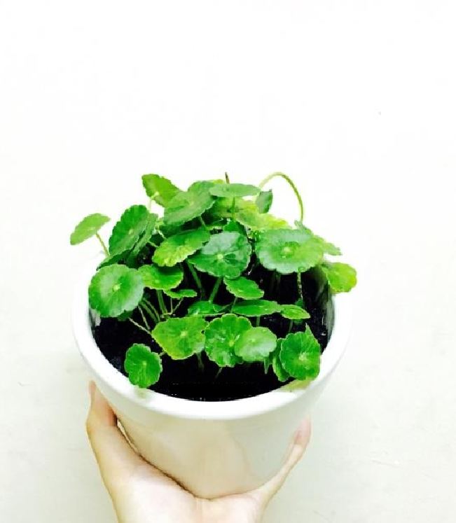 Hạt giống cỏ đồng tiên  - 50 hạt/gói