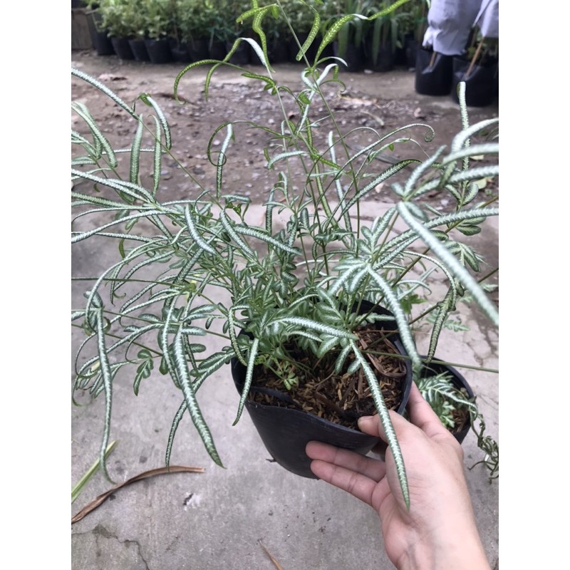 Cây lữ phụng tiên - Cây cảnh mini