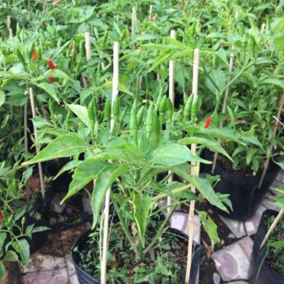 (Cây đẹp) Cây ớt hiểm trái nhỏ siêu trái 1