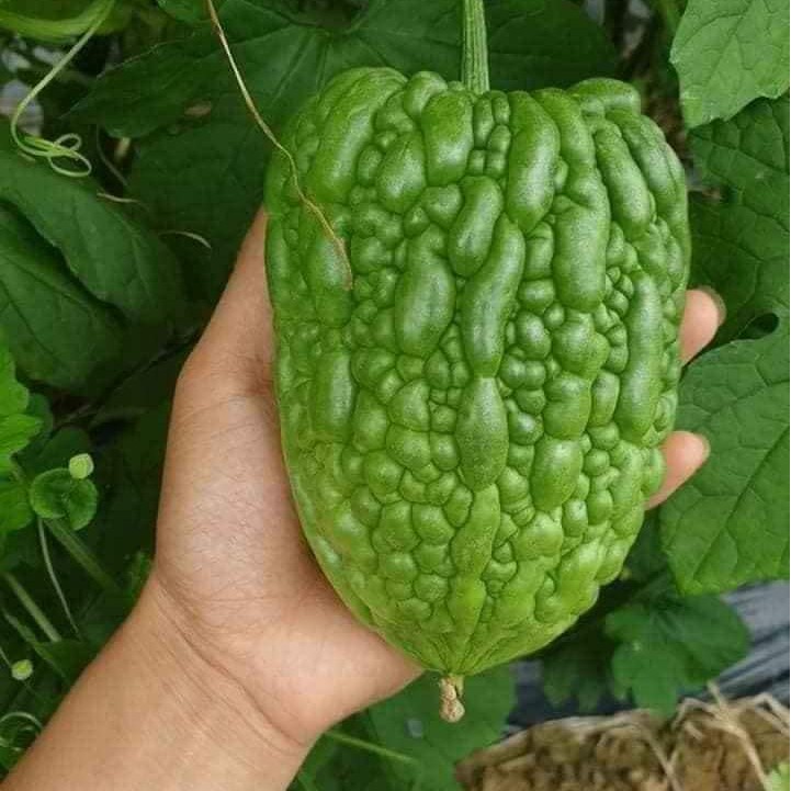 KHỔ QUA - MƯỚP ĐẮNG TRÁI TIM - 3 HẠT