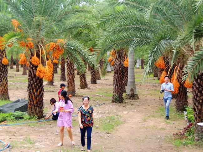 COMBO 2 CÂY giống CHÀ LÀ TRUNG ĐÔNG NUÔI CẤY MÔ