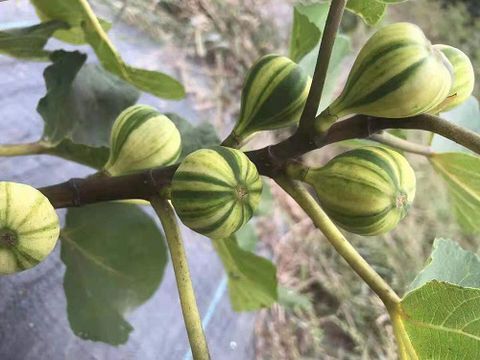 Cây giống Ổi Cẩm Thạch  ruột hồng [ GIỐNG MỚI NHẬP KHẨU - CÂY GHÉP SIÊU QUẢ ].