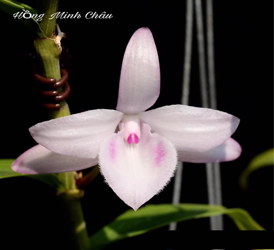 BẢNG LAN PHI ĐIỆP HỒNG MINH CHÂU - HÀNG VAR, HOA CỰC ĐẸP, CỰC HIẾM - HÀNG GIEO HẠT tặng kèm 2 túi lưới phân dê