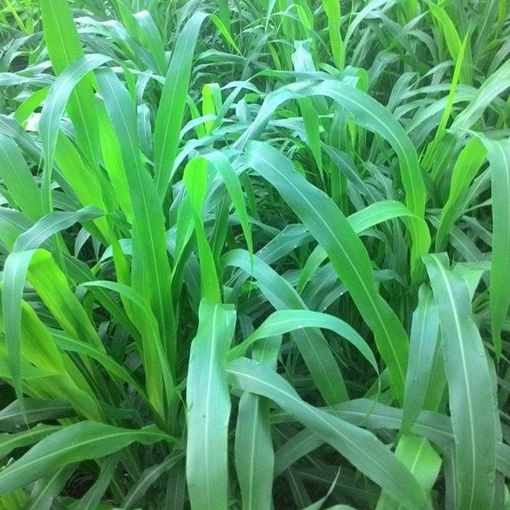 Cỏ chăn nuôi SUDAN SUPER BMR gói 100gr