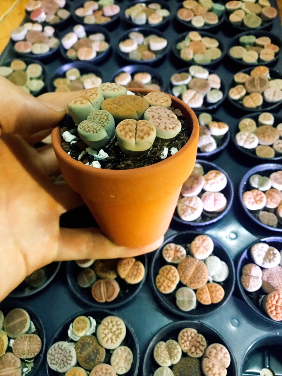 Combo 7 cây sen đá mông , sen đá Lithops , thạch lan size 1,5 - 2cm