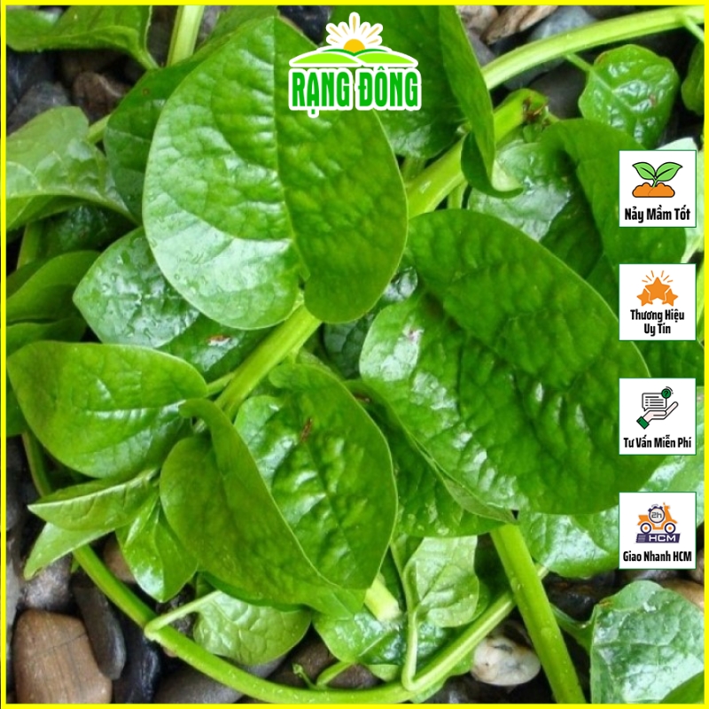 Hạt giống Mồng Tơi Lá To Sinh Trưởng Tốt, Chịu Bóng Râm, Trồng Quanh Năm (gói 20gram) - Hạt giống Rạng Đông