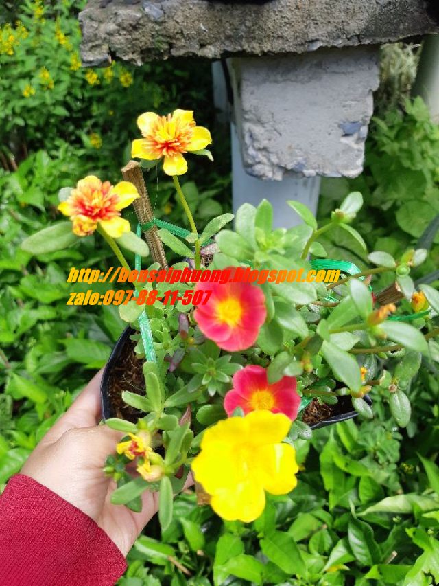 combo 3 chậu hoa 10 giờ THÁI - VIỆT - MỸ
