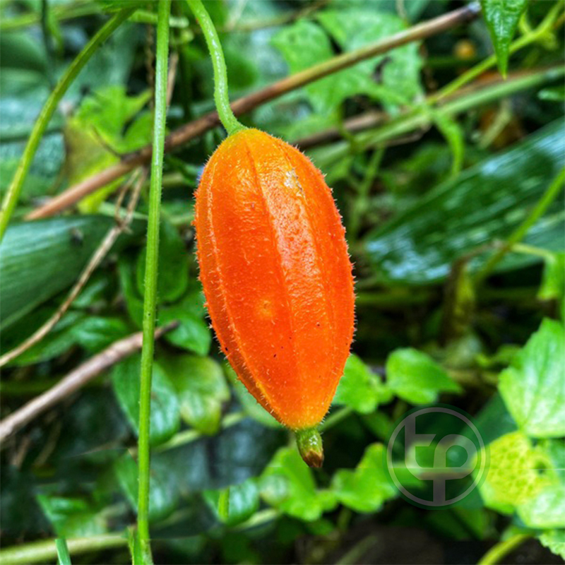[HOT] Dây cứt quạ khô 1kg - Hàng sạch thơm cao cấp chuyên dùng để sắc nước và pha trà - Tấn Phát