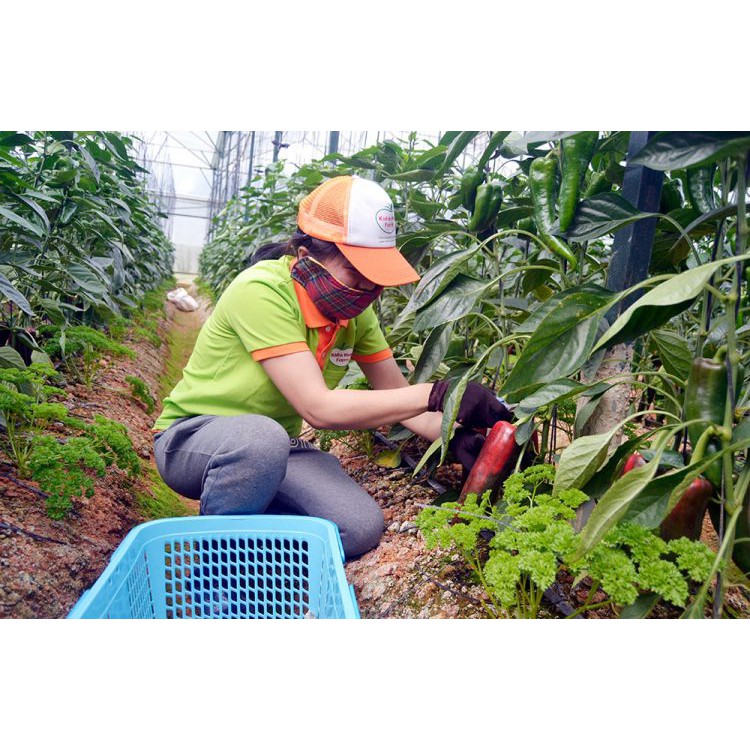 Hạt Giống Ớt Sừng Bò - 30 Hạt