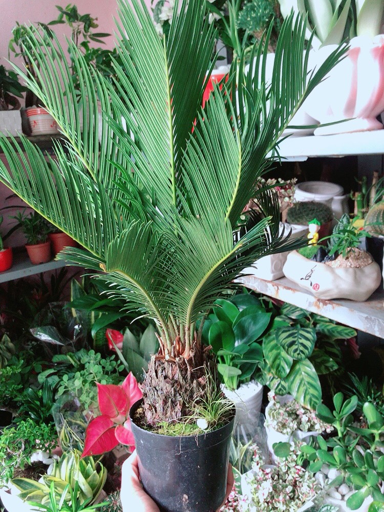 Cây Thiên Tuế
