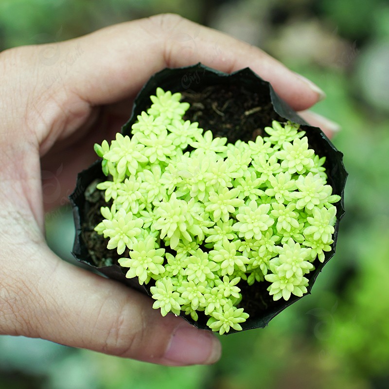 Sen đá sedum vàng size bầu 3-5 cm