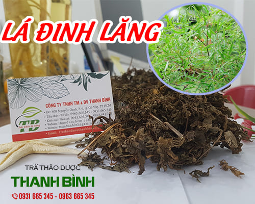 Lá Đinh Lăng Khô 1KG - Đông Y Thanh Bình