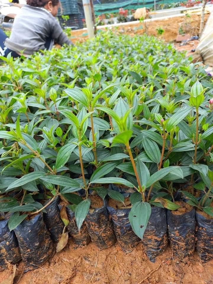 CÂY GIỐNG SIM ƯƠM BẦU ĐẤT
