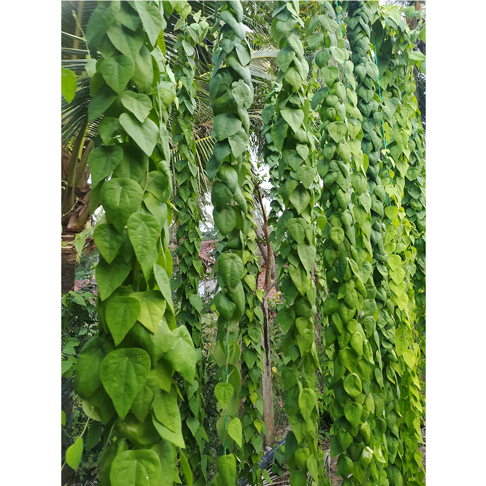 Feather ginseng forest plants