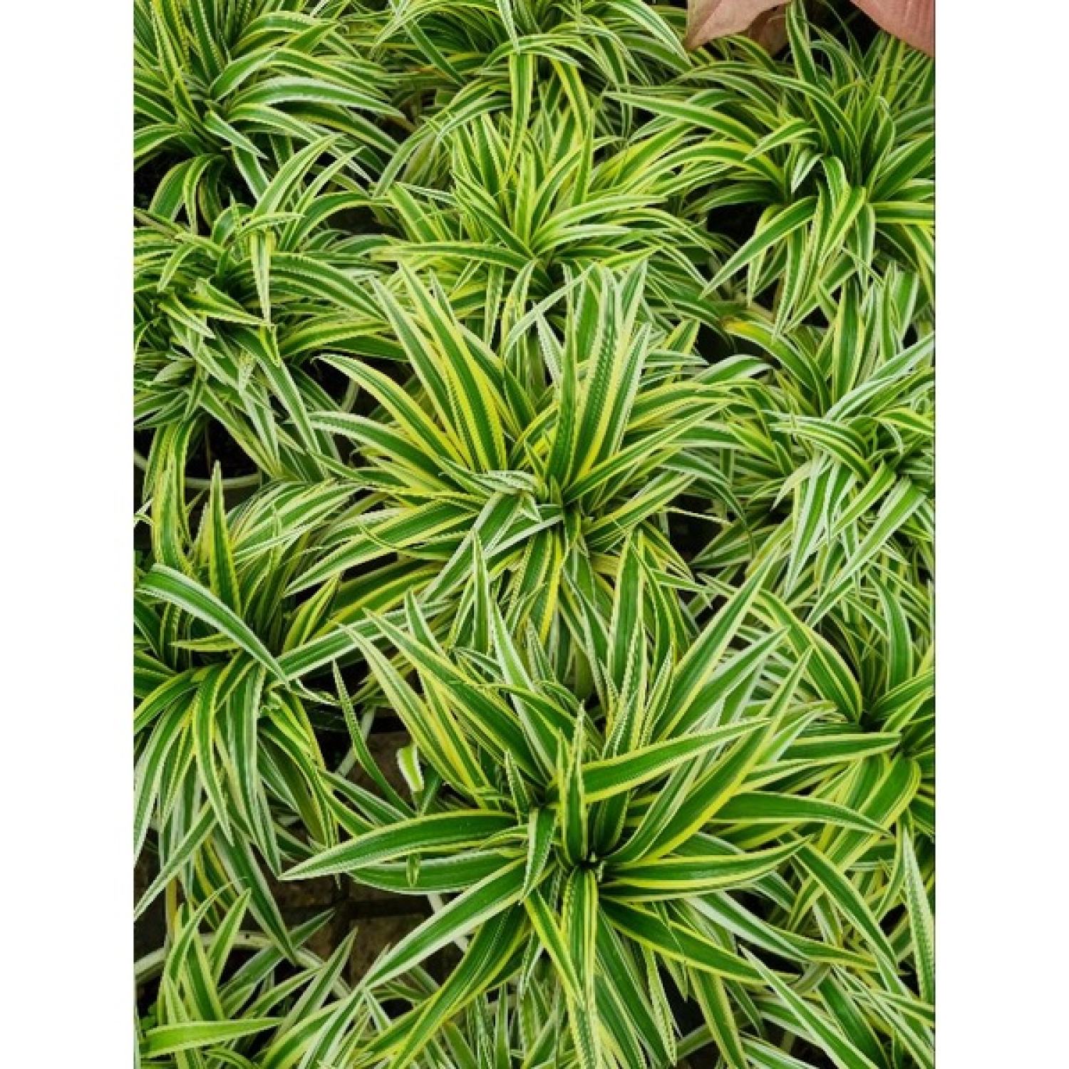 Cây cỏ lan chi vàng - giống mới