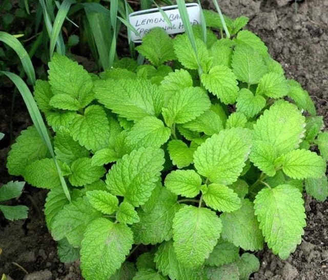Hạt Giống Lemon Balm ( Hạc Hà Chanh Sả)