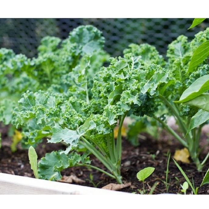 HẠT GIỐNG CẢI XOĂN - CẢI KALE