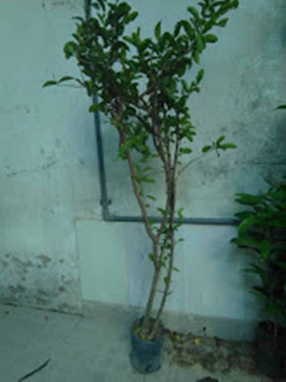 Cây sơ ri- chiều cao khoảng 1m