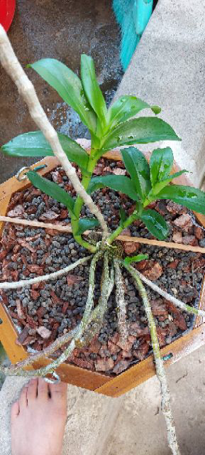Kie Phi Điệp Pù Luông Bản Lá Mít