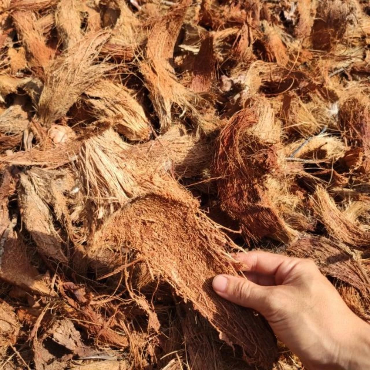 GIÁ THỂ VỎ DỪA KHÔ TRỒNG LAN (200G)