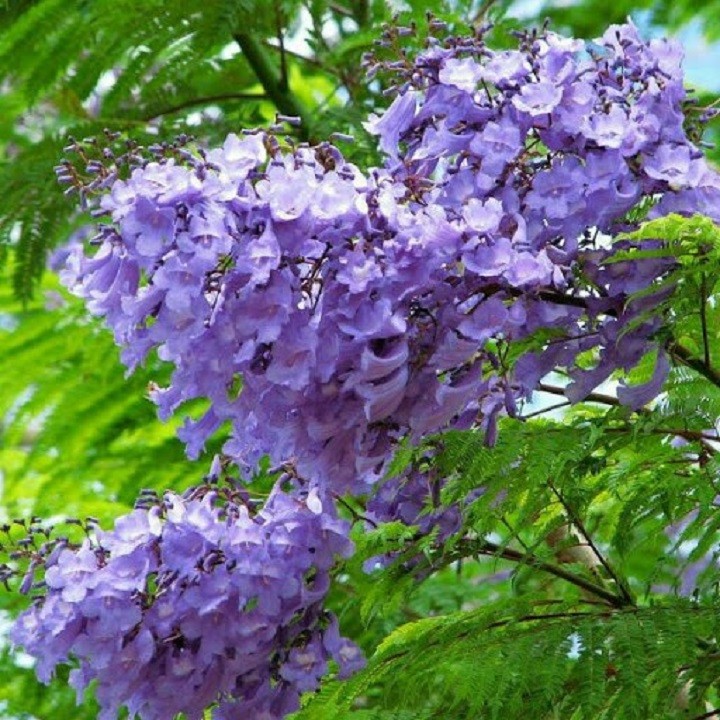Cây phượng tím( cây cao 1,4 mét) + Tặng 2 Cây Quế Giống