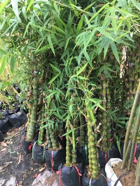 Cây trúc Phật bà