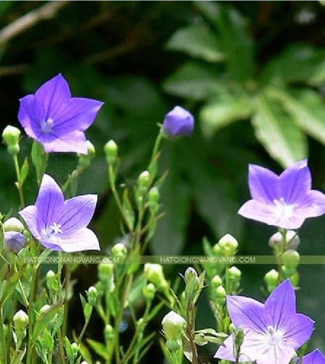 "Gói 50 "Hạt giống cát cánh ( CÂY DƯỢC LIỆU ) [Seeds]