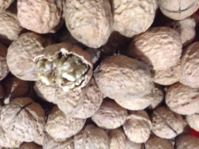 Combo 2 kg óc chó Sa pa quả to