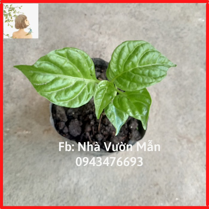 Cây (2 tháng) Ớt Carolina Reaper Red