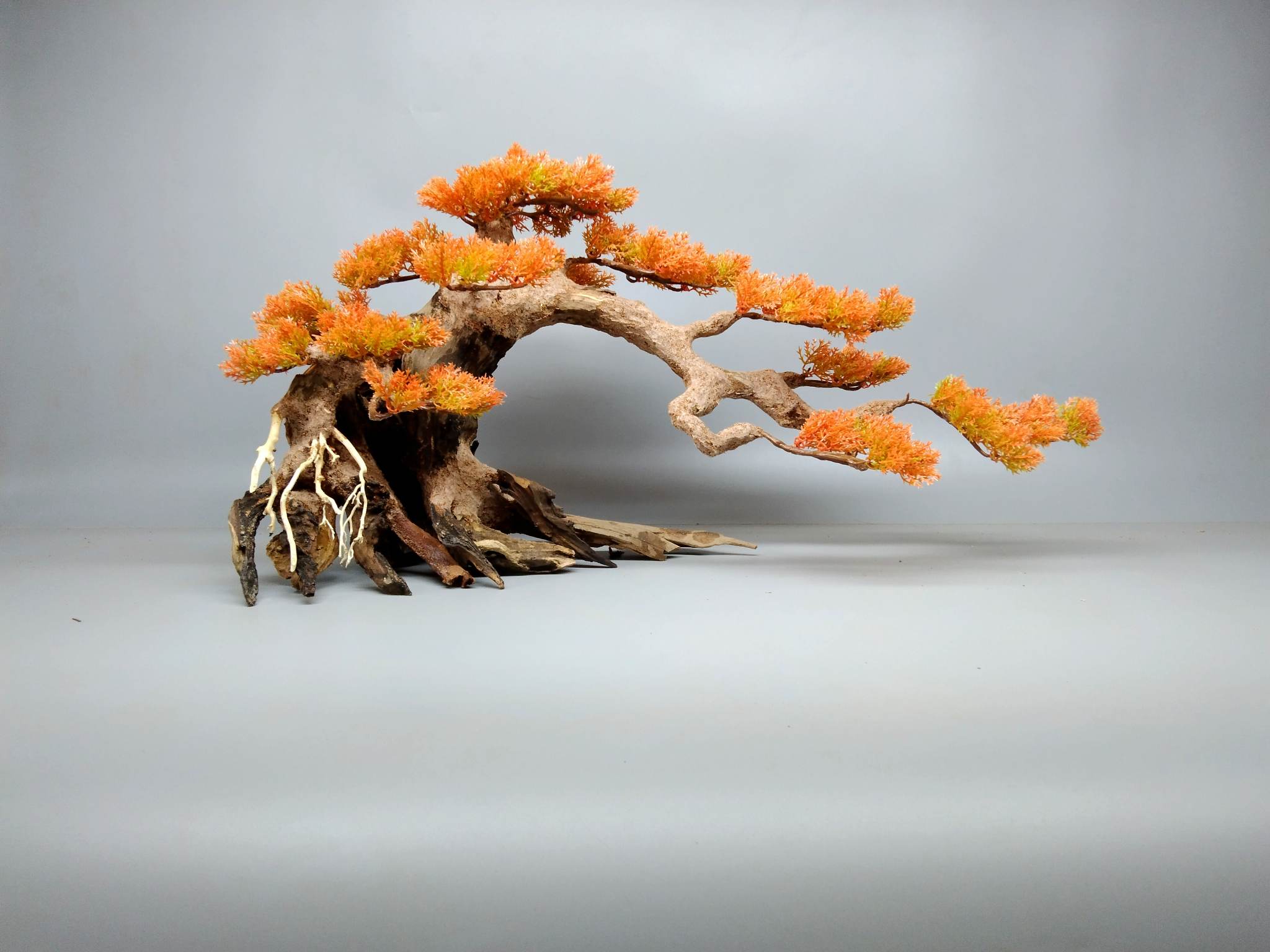 Cây gỗ lũa Bonsai mẫu tử ( một cây lớn và một nhỏ)