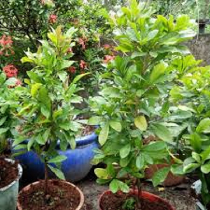 CÂY GIỐNG CÂY THẦN KỲ QUẢ ĐỎ