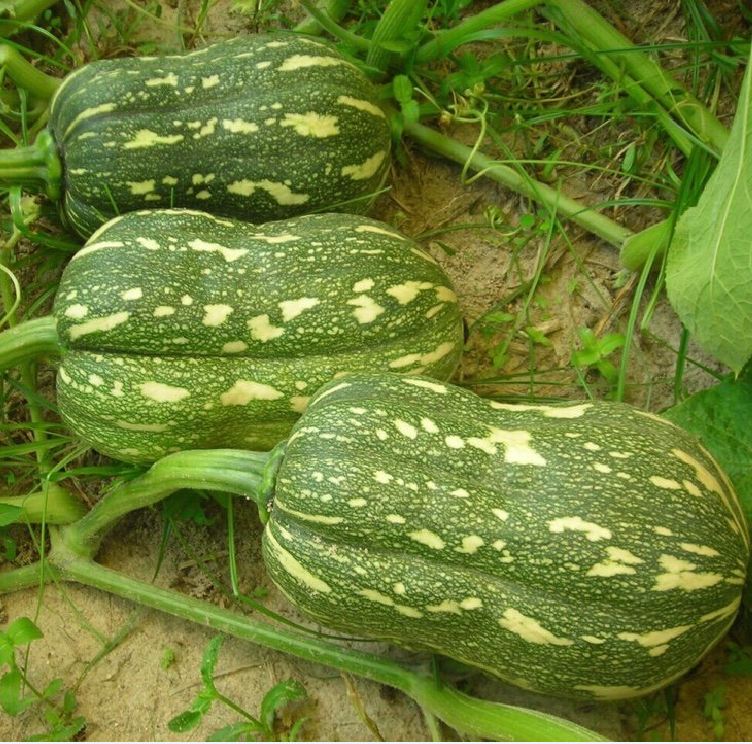 " Gói 10 "Hạt Giống Bí Hạt Đậu - Bí Đỏ Hạt Đậu [Seeds]
