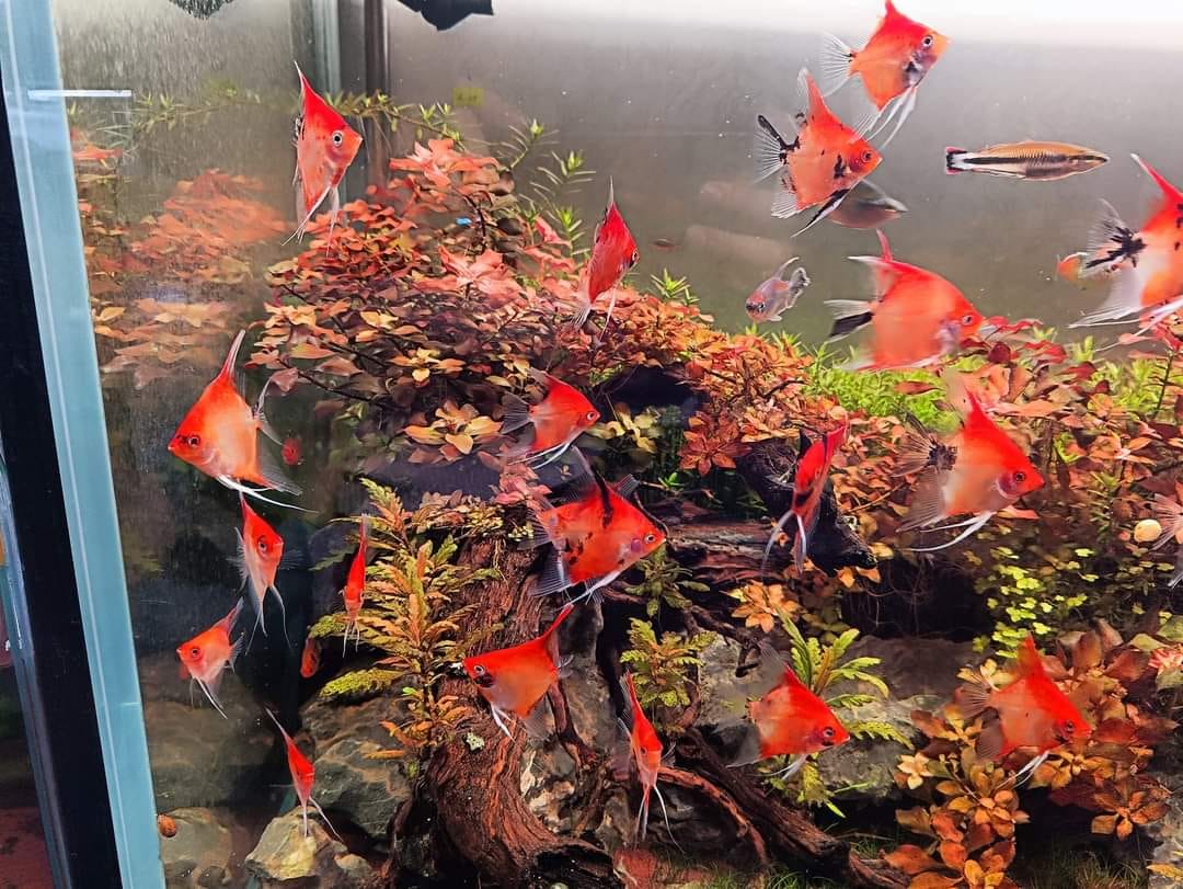 (Combo 10 gói) Thức ăn cho cá 7 màu, guppy, betta, tôm tép cảnh 20g (Cám thái INVE 3/5 )