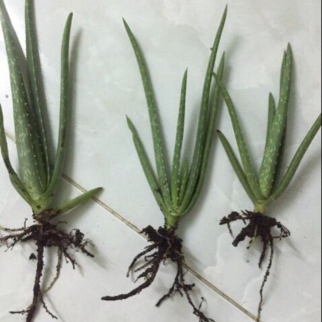 Cây Giống Nha Đam (Combo 5 cây giống)