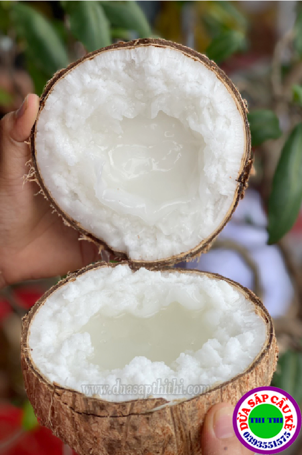 Dừa Sáp Cầu Kè Trà Vinh - Loại Ngon (Nhiều Loại)