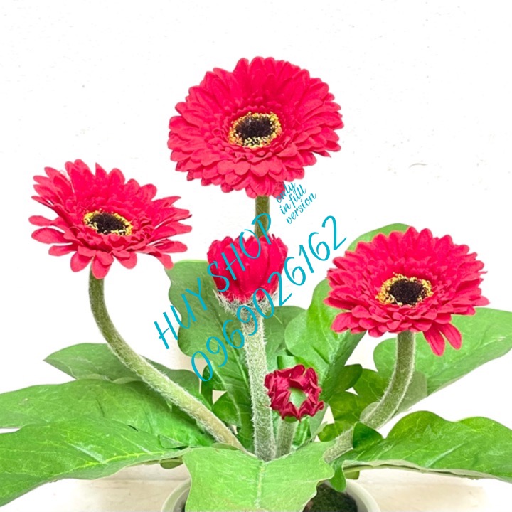 BỤI HOA CÚC ĐỒNG TIỀN VẢI CAO CẤP 25CM