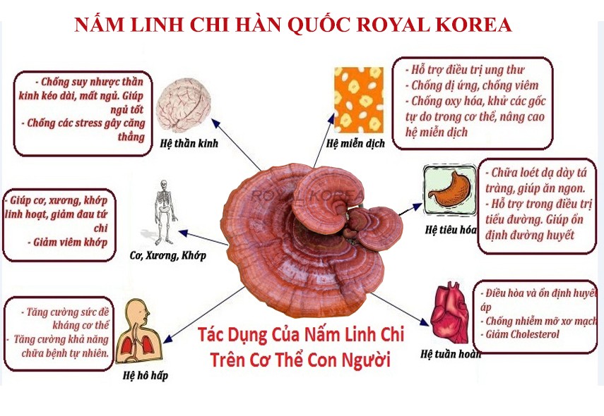 Nấm Linh Chi Bao Tử Hàn Quốc, Túi 1kg
