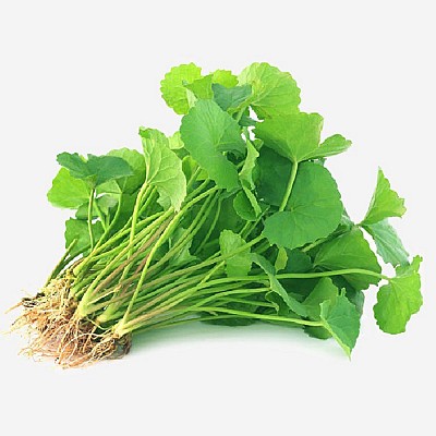 0.5g hạt giống rau má lá nhỏ