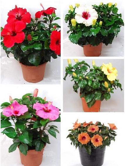 Hoa Dâm Bụt Lùn Thái - Chậu Hoa