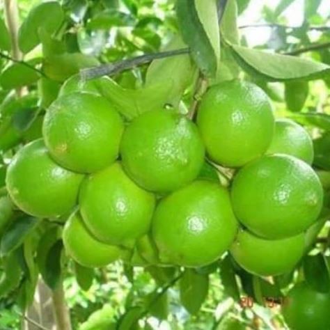 Cây giống Chanh Tứ Quý siêu sớm
