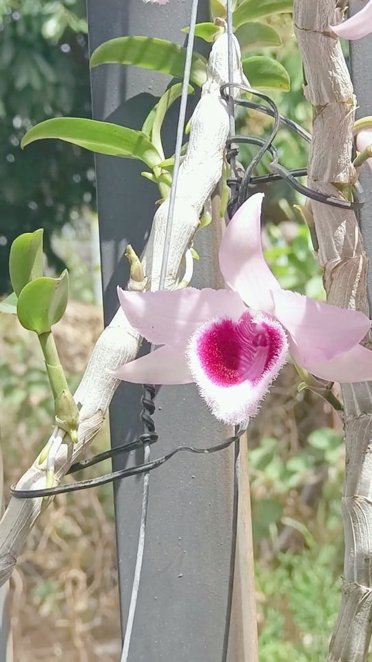 Cây giống Lan Giả Hạc Lưỡi Nhung