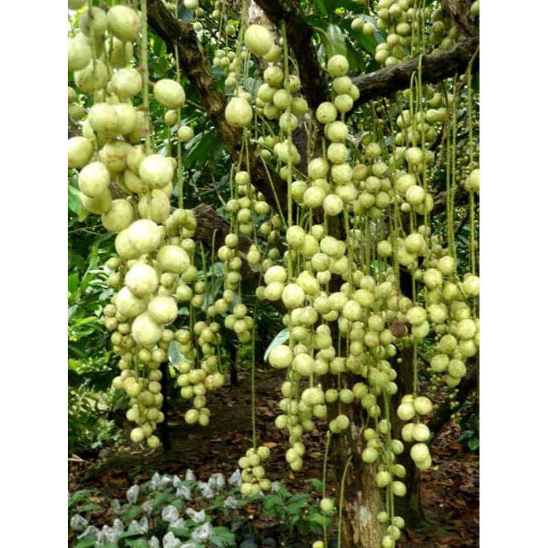 CÂY GIỐNG DÂU DA XANH SIÊU NGỌT