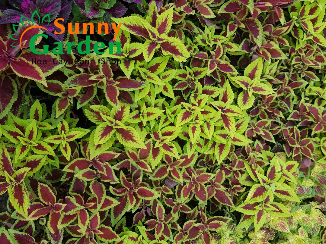 Cây Lá Gấm Mix Màu Chọn Ngẫu Nhiên - Cây Phong Thủy
