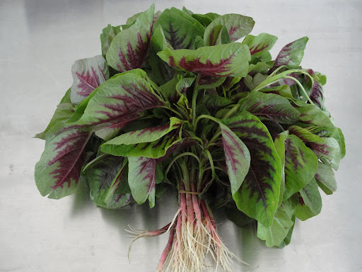 Hạt giống rau dền khoang gói 20g