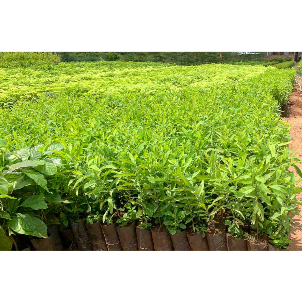 cây giống đàn hương trắng Ấn độ